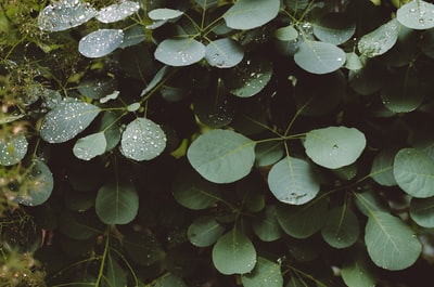 绿叶植物